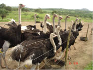 Evento contará com palestras informativas sobre a criação de avestruz