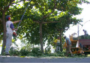 A poda de árvores em espaço público é da competência exclusiva da Prefeitura