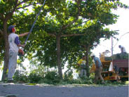 A poda de árvores em espaço público é da competência exclusiva da Prefeitura