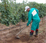 Mais de 3 agricultores foram cadastrados no programa Garantia Safra