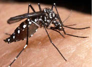 Vamos combater o Mosquito Aedes aegypti 